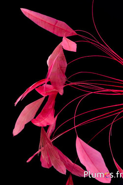 Coquetips chinchilla blanchis  - 13-18 cm - crabe